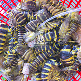  Tôm Tích Vằn 
