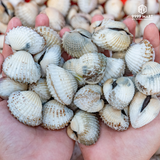  Sò Huyết 
