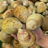  Sò Dương Vàng 