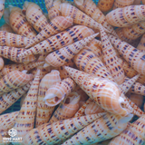  Ốc Măng 