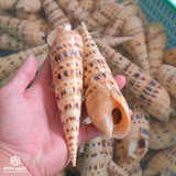  Ốc Măng 