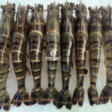  Tôm Sú Quãng Canh 