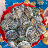  Bào Ngư Hàn Quốc 