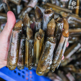  Ốc Móng Tay Tròn 