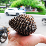  Sò Huyết 