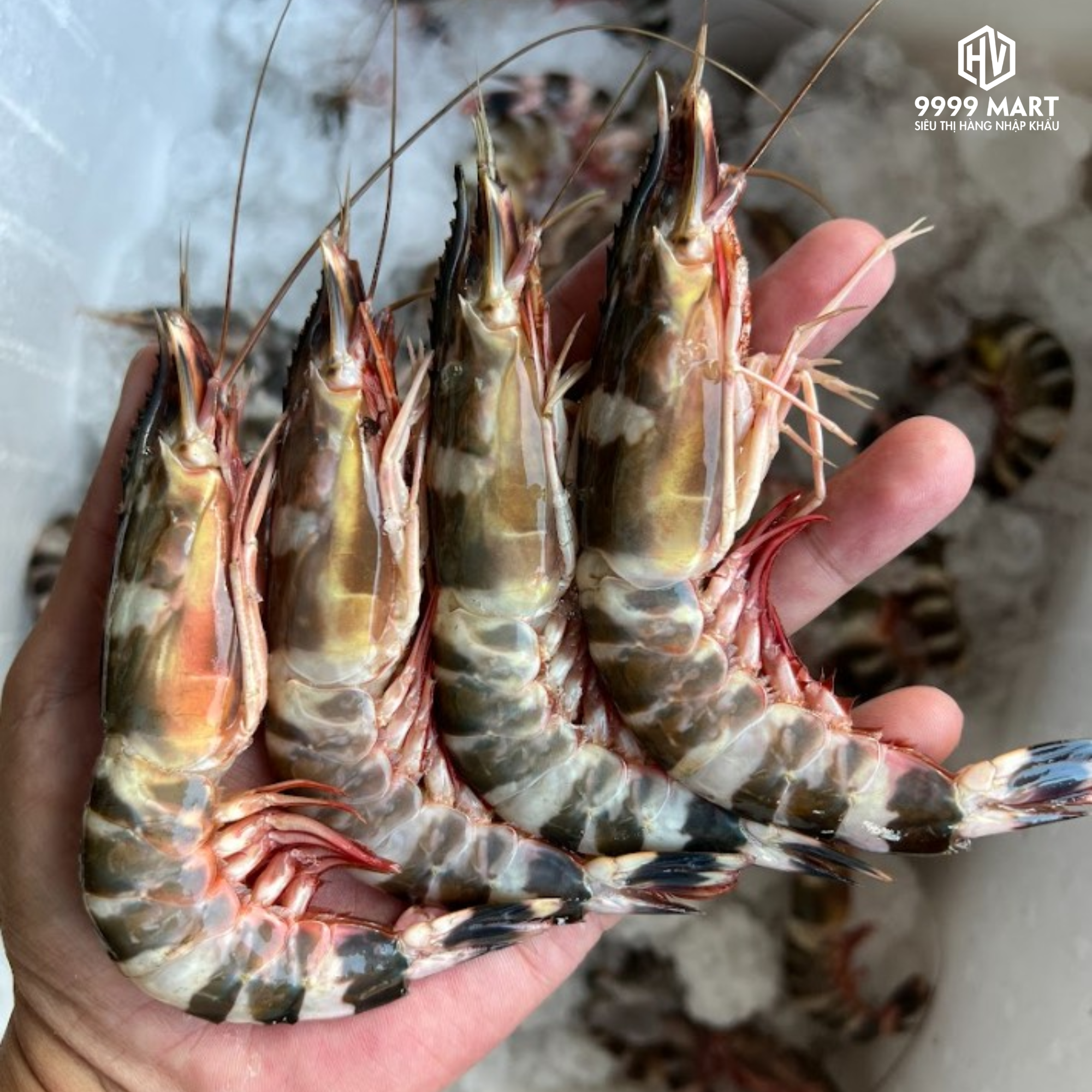  Tôm Sắt Tươi 