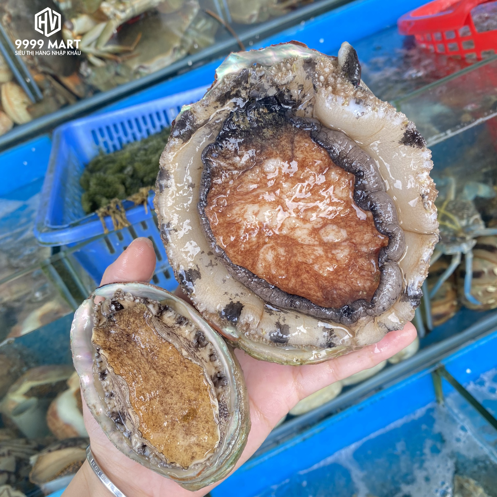  Bào Ngư Viền Đen Úc 