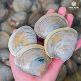  Ngao Mỡ 