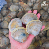  Ngao Mỡ 