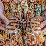  Ghẹ Đỏ 