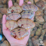  Sò Lụa 