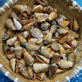  Ốc Nhảy 