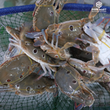  Ghẹ 3 Chấm 