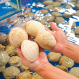  Sò Tộ 