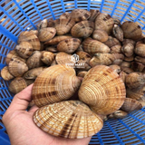  Ngao Chọt 