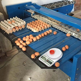  Máy Máy Phân Loại Trứng Juyou JY-SE1000 