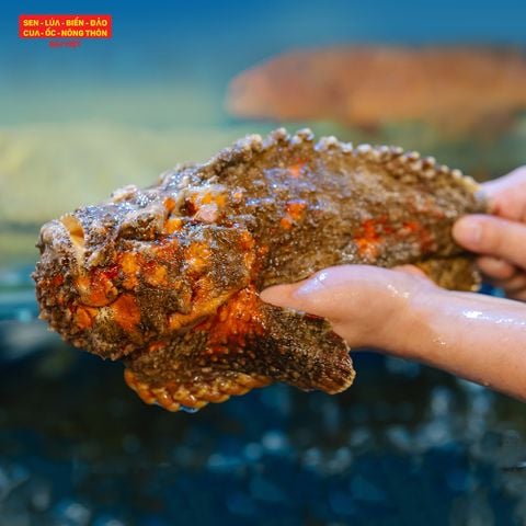  Steamed Hong Kong - Style Stonefish (con 1kg) 