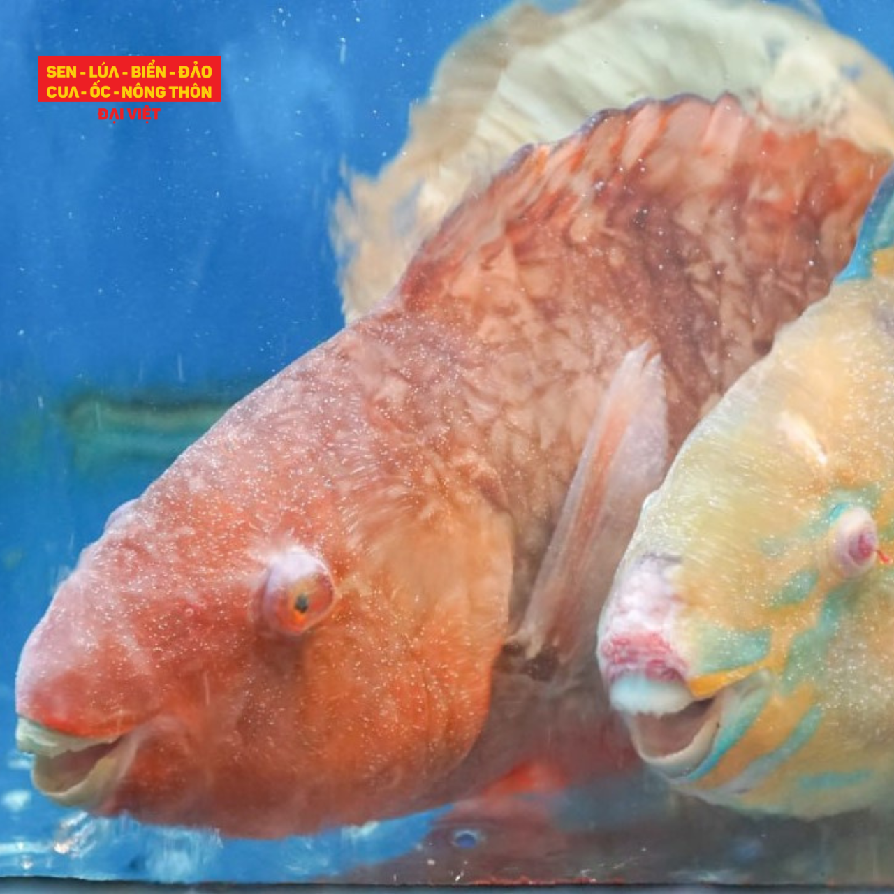  Steamed Hong Kong - Style Parrotfish - Cá mó xanh/đỏ hấp Hong Kong (con 500g) 