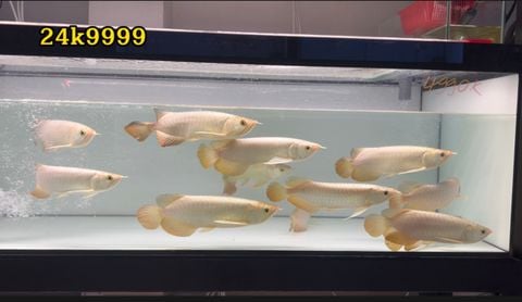 Cá Rồng Kim Long (quá bối)