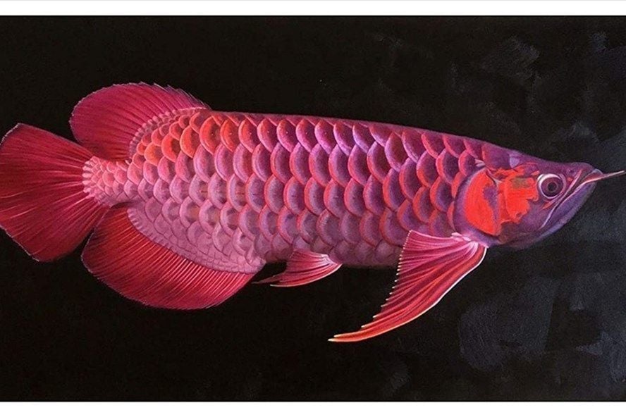  Huyết Long FAFU size 16-18 cm 