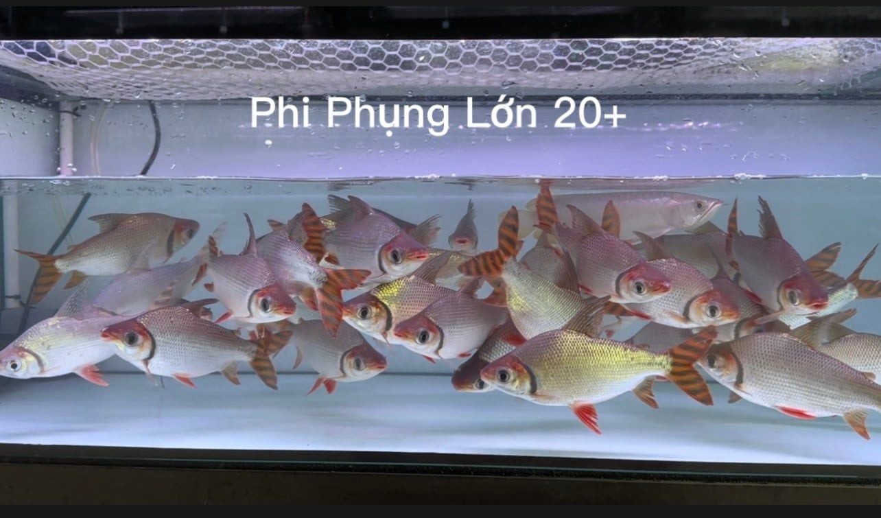  Cá Phi Phụng size lớn 18-22cm 