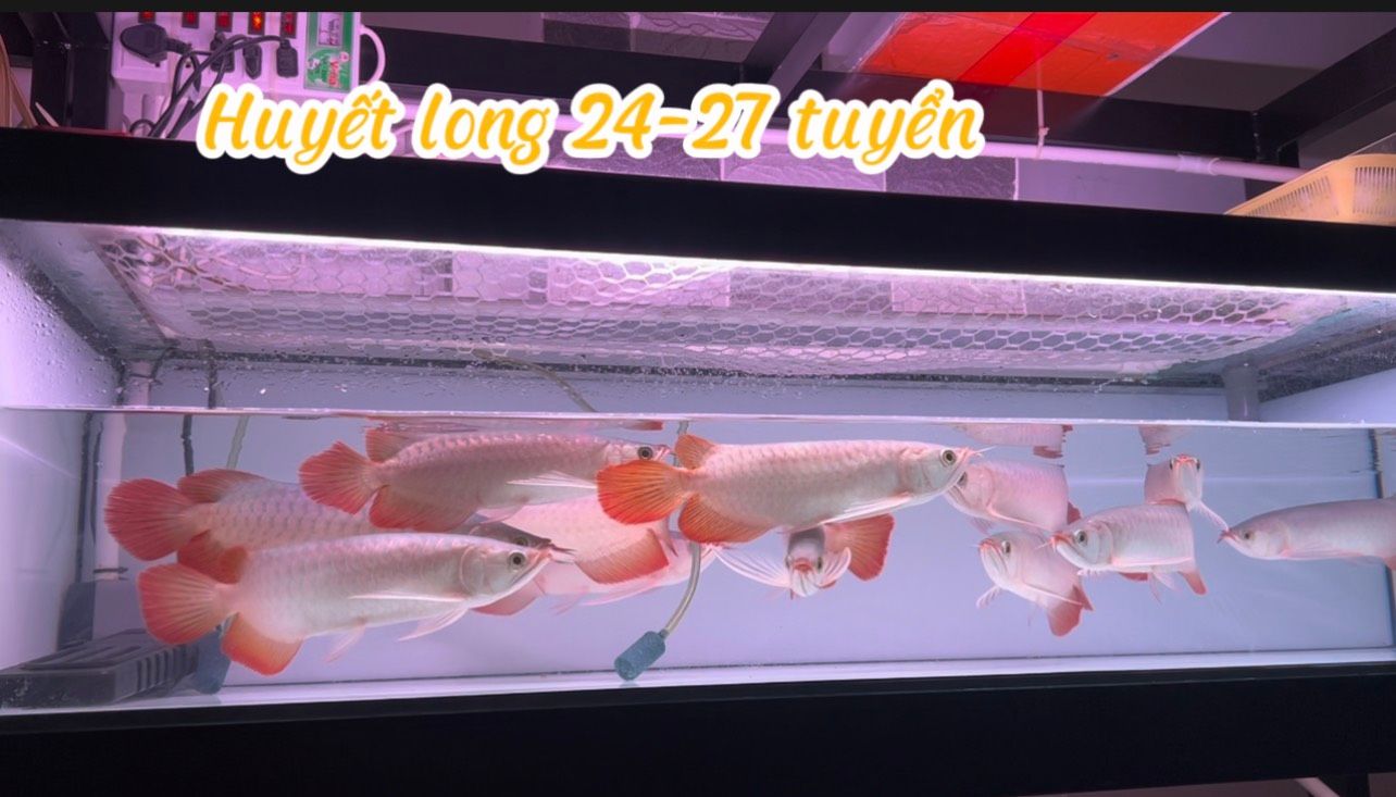  Huyết Long indo size 24-27cm 