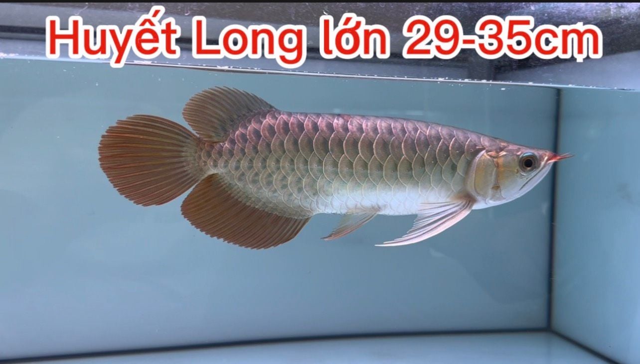  Huyết Long indo size 28-32cm 