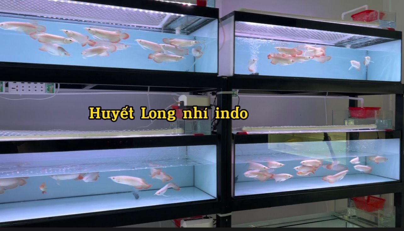  Huyết Long indo size nhõ 18-20cm 