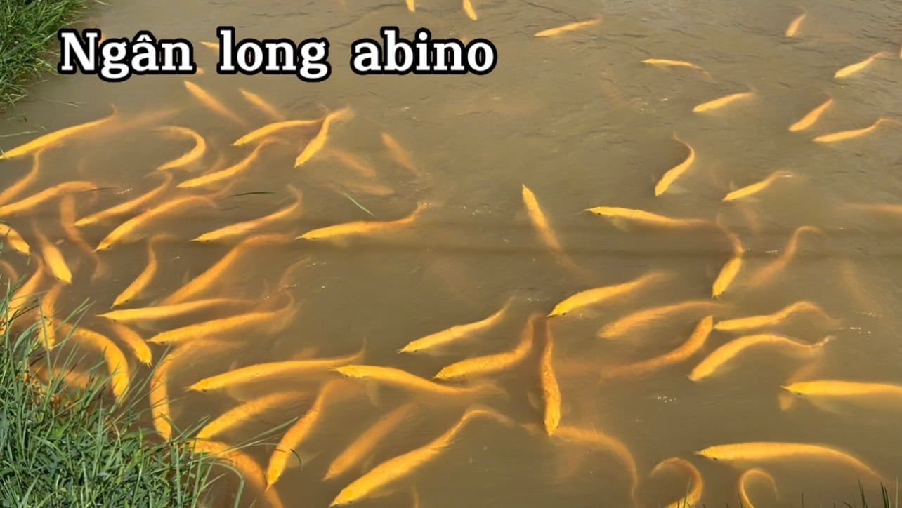  Ngân Long Abino 