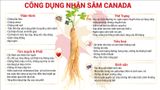 Nhân sâm và táo đỏ hòa tan