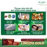 Viên linh chi phá vách hỗ trợ chức năng gan Lingzhi Gold