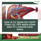 Viên linh chi phá vách hỗ trợ chức năng gan Lingzhi Gold