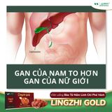 Viên linh chi phá vách hỗ trợ chức năng gan Lingzhi Gold
