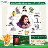 Viên đông trùng hạ thảo nhuận phổi, bổ thận cordycops mycelium