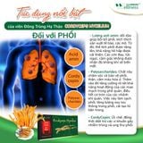 Viên đông trùng hạ thảo nhuận phổi, bổ thận cordycops mycelium