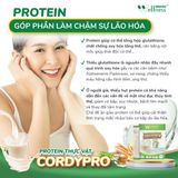 Thực phẩm bảo vệ sức khoẻ Protein thực vật Cordypro