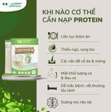 Thực phẩm bảo vệ sức khoẻ Protein thực vật Cordypro