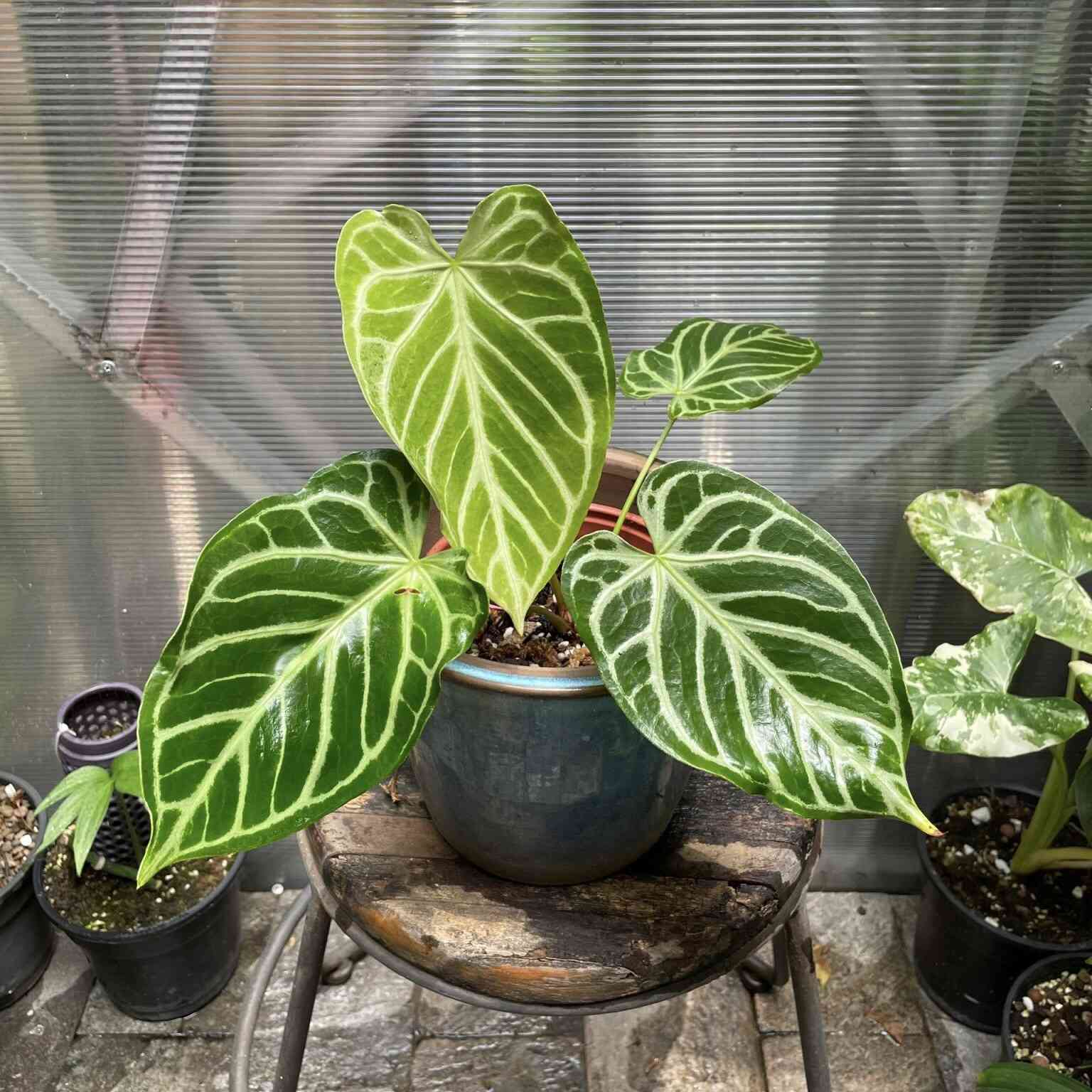 Anthurium Crystallinum Silver Hope – Qconcept