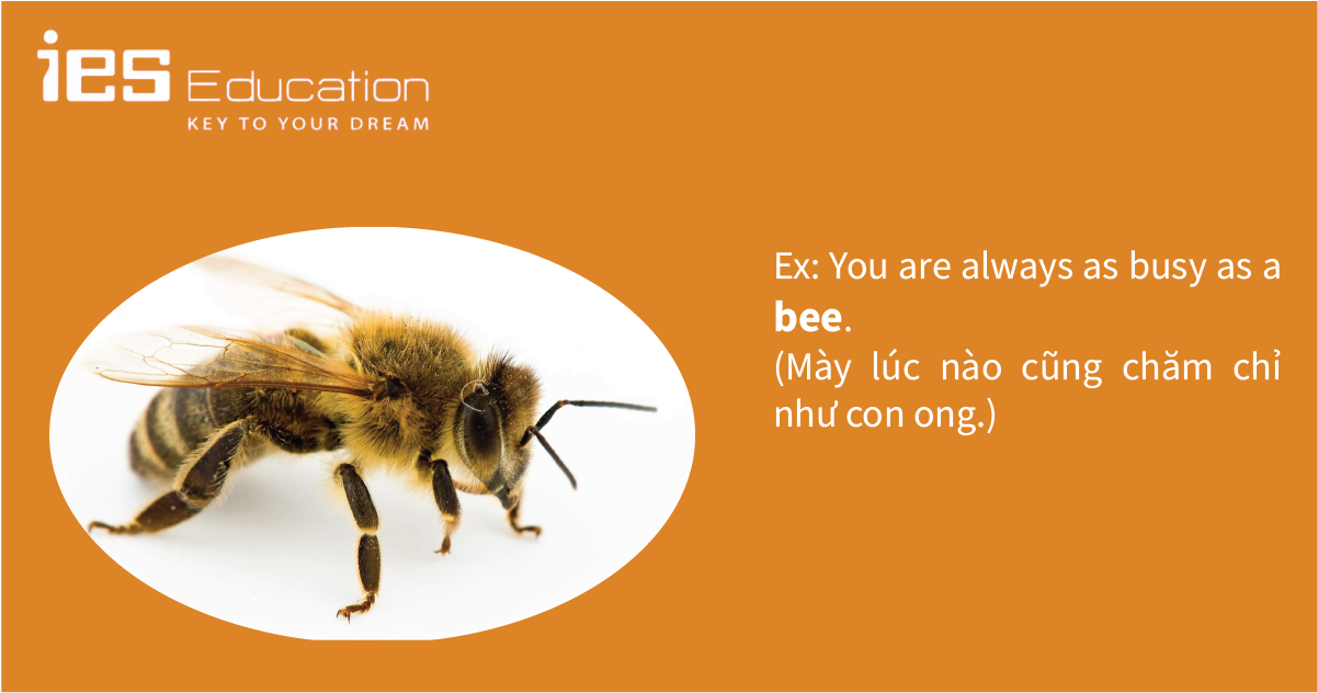 TỪ VỰNG TIẾNG ANH VỀ&nbsp;CÁC LOÀI CÔN TRÙNG