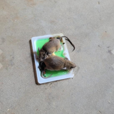 Bẫy chuột Tomcat - Made in USA