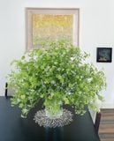 Tấm lót Chilewich Pressed Bloom Placemat