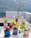 Chậu trồng cây Le Creuset