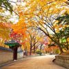 KHÁM PHÁ MÙA THU HÀN QUỐC: SEOUL - NAMI - EVERLAND (5N4Đ) BAY T'WAY