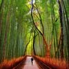 KHÁM PHÁ MÙA THU LÁ ĐỎ NHẬT BẢN: NARITA - TOKYO - YAMANASHI - TOYOHASHI - KANSAI (6N5Đ) BAY VIETNAM AIRLINES