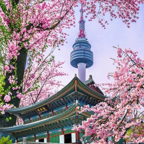 [MÙA HOA ANH ĐÀO 2025] HÀN QUỐC: SEOUL - NAMI - EVERLAND