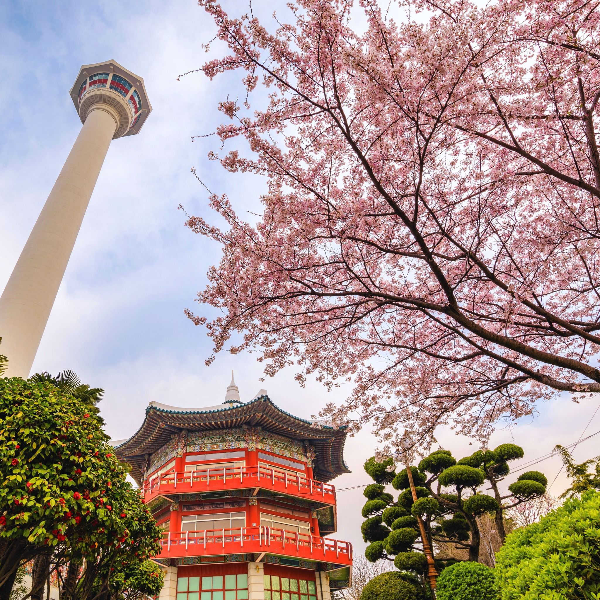 [MÙA HOA ANH ĐÀO 2025] HÀN QUỐC: BUSAN - SEOUL