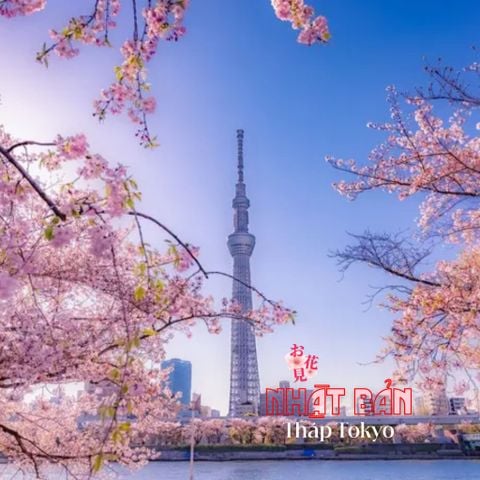 [MÙA HOA ANH ĐÀO] NHẬT BẢN: CUNG ĐƯỜNG VÀNG