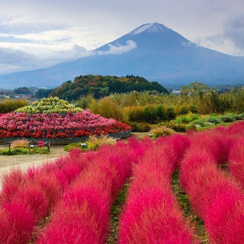 KHÁM PHÁ MÙA THU LÁ ĐỎ NHẬT BẢN: NARITA - TOKYO - YAMANASHI - TOYOHASHI - KANSAI (6N5Đ) BAY VIETNAM AIRLINES