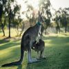 DU LỊCH ÚC: MELBOURNE - SYDNEY 7N6Đ