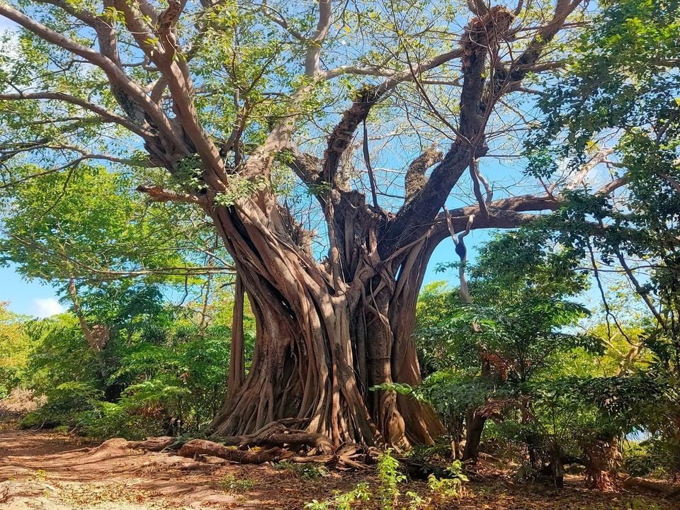 TOUR DU LỊCH ĐẢO THỔ CHU 3N2D CÙNG DÂN BẢN ĐỊA